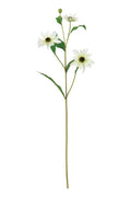 Black-Eyed Susan
