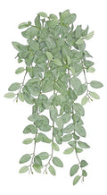 Mini Fittonia Vine