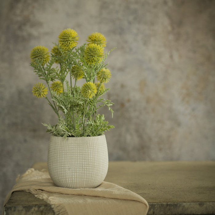 Yellow Onion Spray in Pot